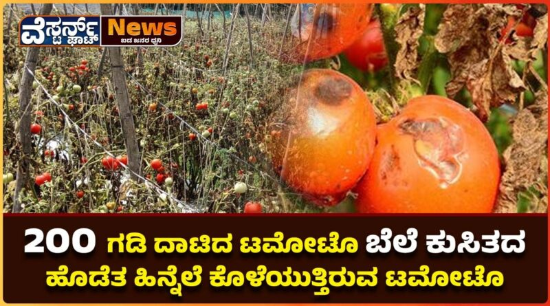 200 ಗಡಿ ದಾಟಿದ ಟಮೋಟೊ ಬೆಲೆ ಕುಸಿತದ ಹೊಡೆತ ಹಿನ್ನೆಲೆ ಕೊಳೆಯುತ್ತಿರುವ ಟಮೋಟೊಗಳು