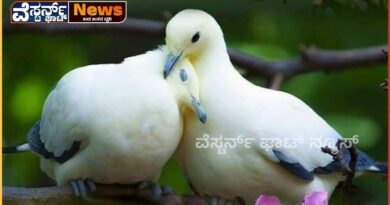 ಪ್ರೀತಿ ಎಂಬ ಮಾಯಾ ಜಿಂಕೆಯ ಹಿಂದೆ……..