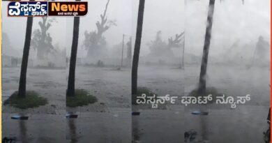 ಧರೆಗುರುಳಿದ 3 ಶತಮಾನಗಳ ಕಾಲದ ಅರಳಿಮರ. ಬೃಹತ್ ಗಾತ್ರದ ಆಕರ್ಷಣೆಯ ಮರ.