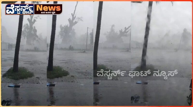 ಧರೆಗುರುಳಿದ 3 ಶತಮಾನಗಳ ಕಾಲದ ಅರಳಿಮರ. ಬೃಹತ್ ಗಾತ್ರದ ಆಕರ್ಷಣೆಯ ಮರ.