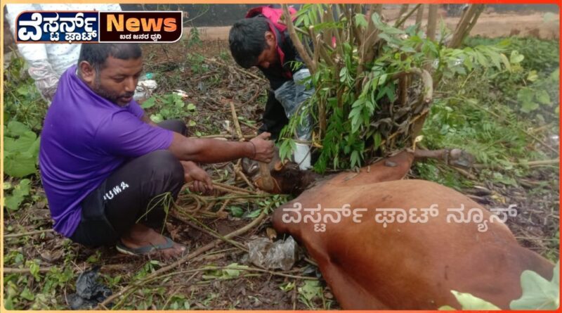 ಸಂಪೂರ್ಣಾ ಹುಚ್ಚು ಹಿಡಿದ ಹೋರಿ ..ಗಾಬರಿಗೆ ಒಳಗಾದ ಸಾರ್ವಜನಿಕರು..!