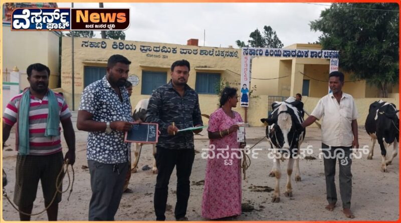 ಚಿಕ್ಕನಹಳ್ಳಿಯಲ್ಲಿ ರಾಸುಗಳಿಗೆ ವಿಮೆ ಅಭಿಯಾನ,