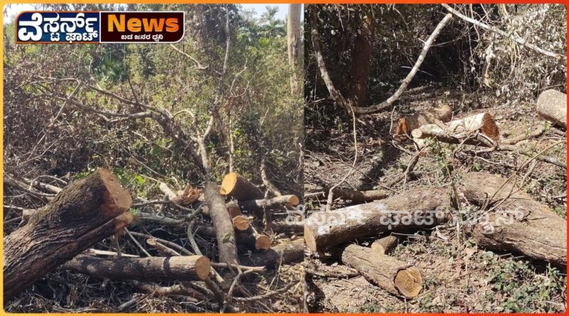 ದುಷ್ಕರ್ಮಿಗಳಿಂದ ಅಪಾರ ಪ್ರಮಾಣದ ಮರಮಟ್ಟುಗಳ ಮಾರಣ ಹೋಮ.